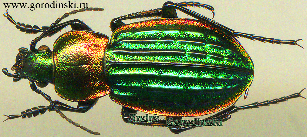 http://www.gorodinski.ru/carabus/Hemicarabus nitens.jpg